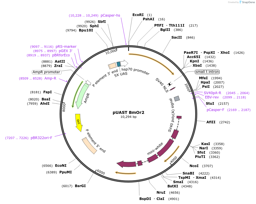 73926-plasmid-map-sequence-id-146209