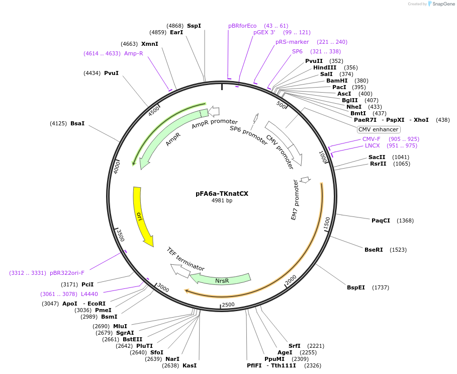 73894-plasmid-map-sequence-id-146247