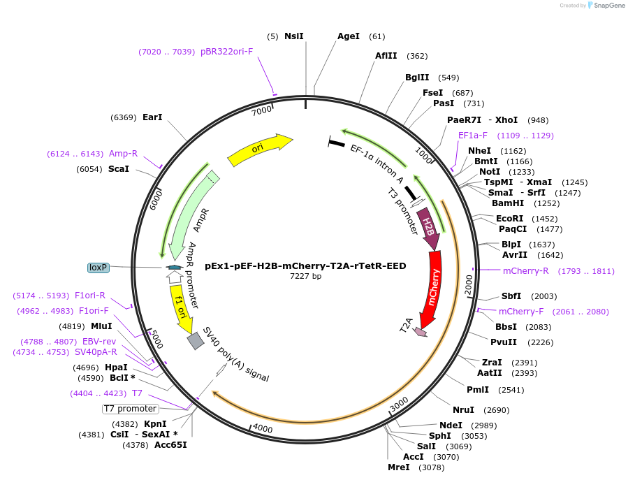 78101-plasmid-map-sequence-id-146271