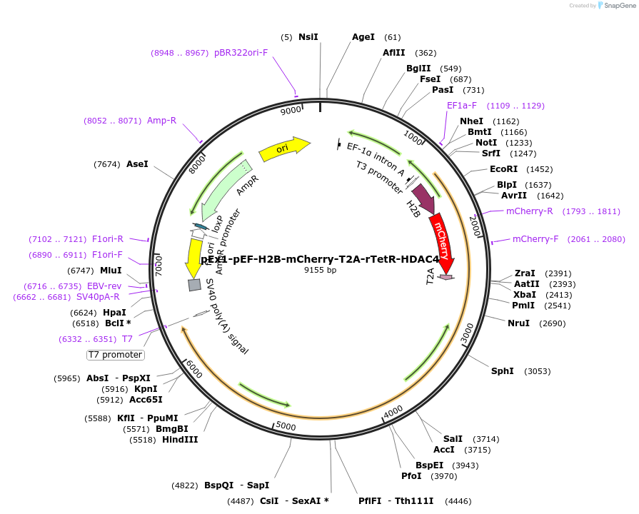 146274_map