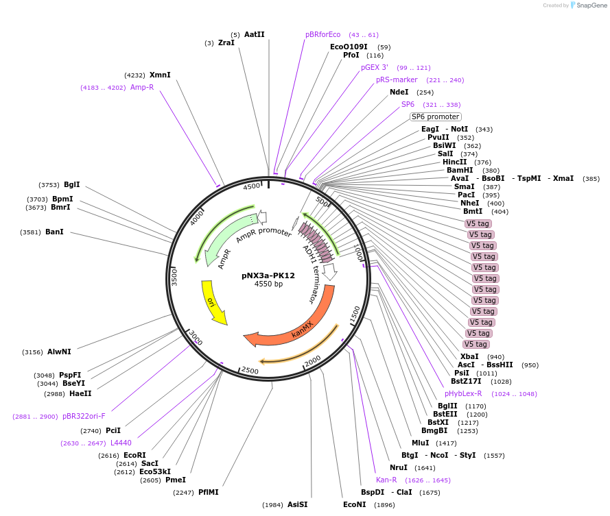 78357-plasmid-map-sequence-id-146279
