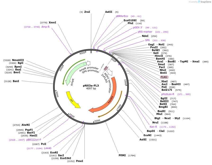 78358-plasmid-map-sequence-id-146280
