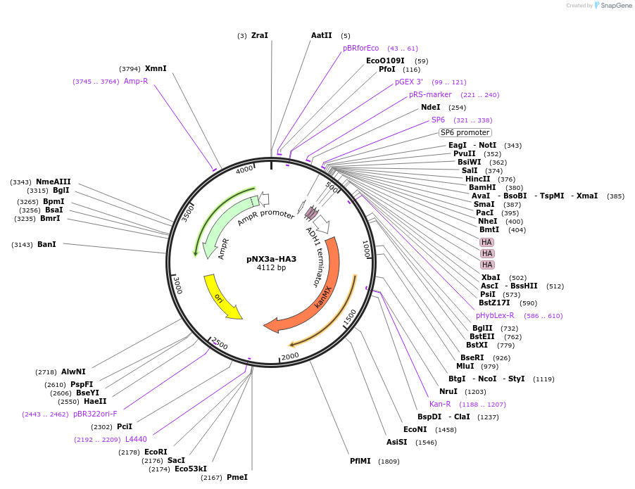 78359-plasmid-map-sequence-id-146281