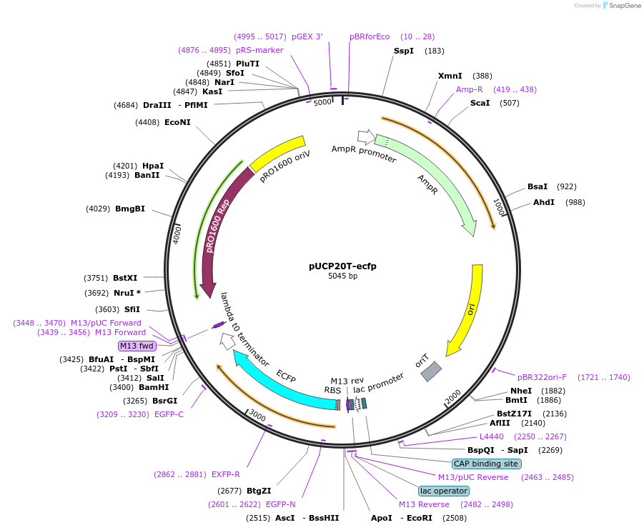 78463-plasmid-map-sequence-id-146309