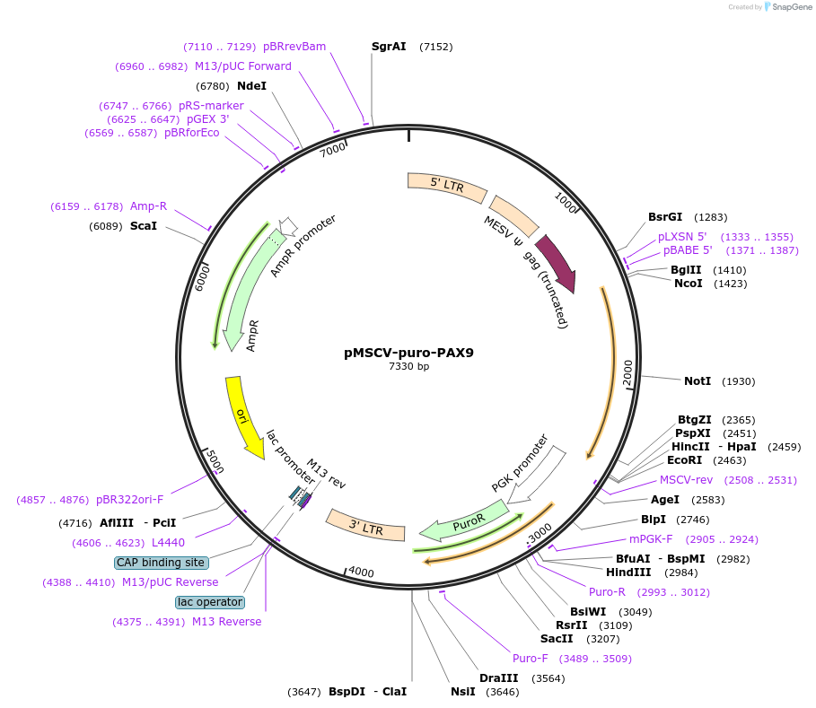 75079-plasmid-map-sequence-id-146310