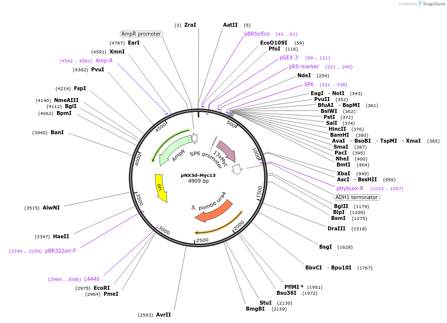 78381-plasmid-map-sequence-id-146314