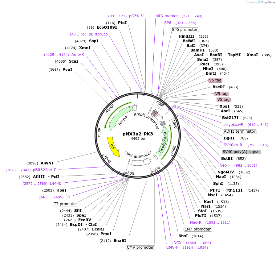78382-plasmid-map-sequence-id-146319