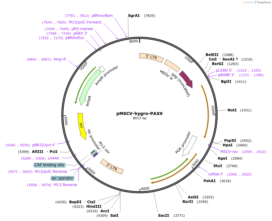 75083-plasmid-map-sequence-id-146321