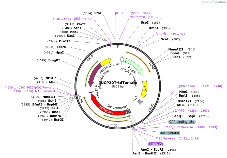 78469-plasmid-map-sequence-id-146323