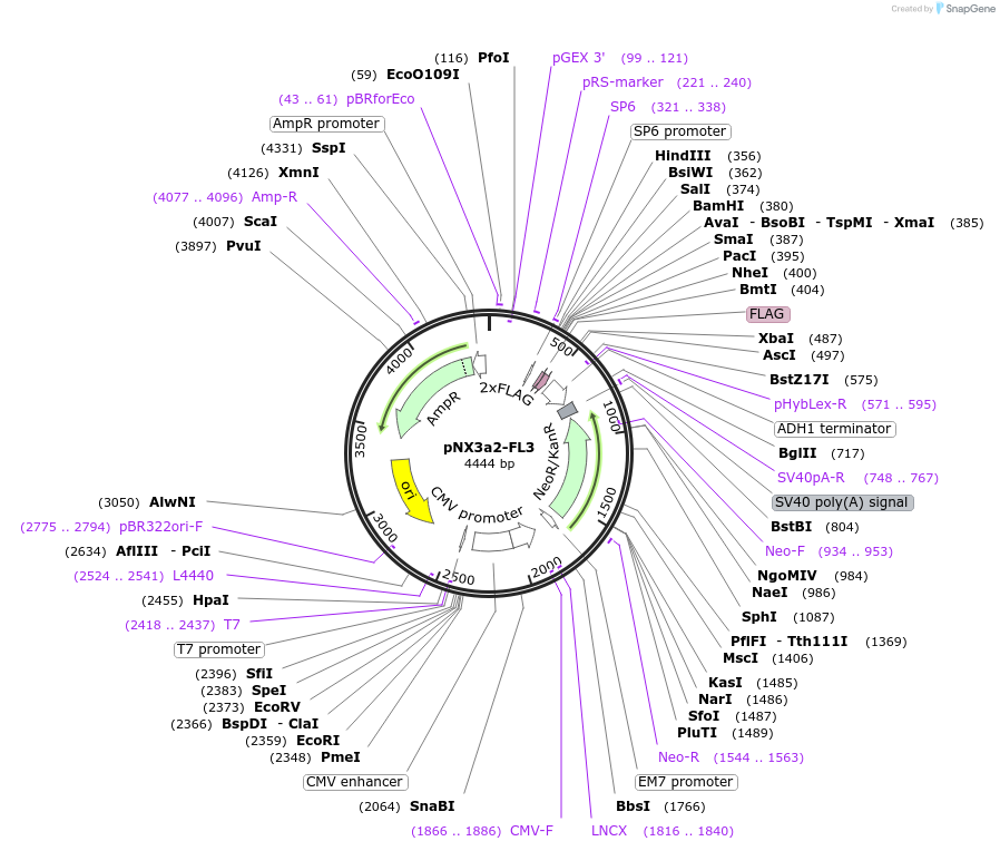 78383-plasmid-map-sequence-id-146324