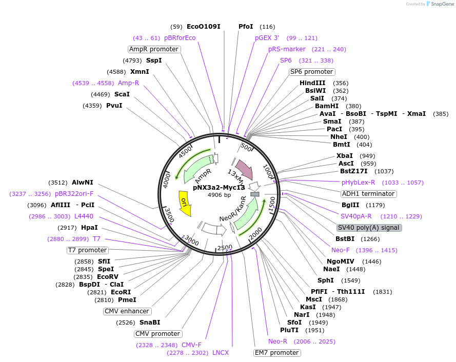 78385-plasmid-map-sequence-id-146331