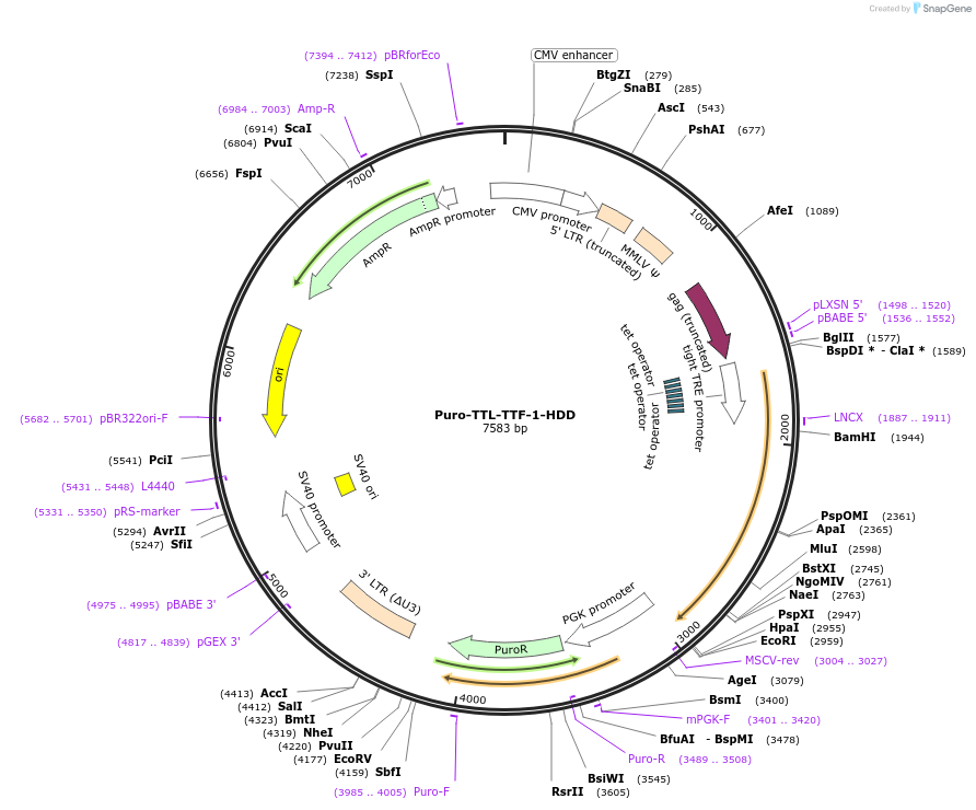 74989-plasmid-map-sequence-id-146334