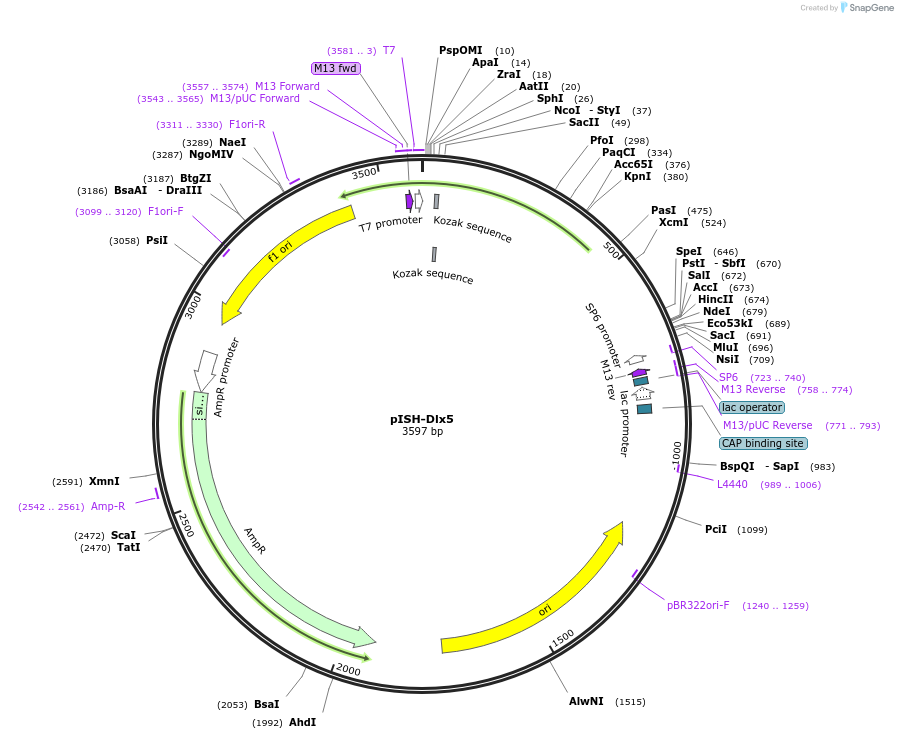 74344-plasmid-map-sequence-id-146356