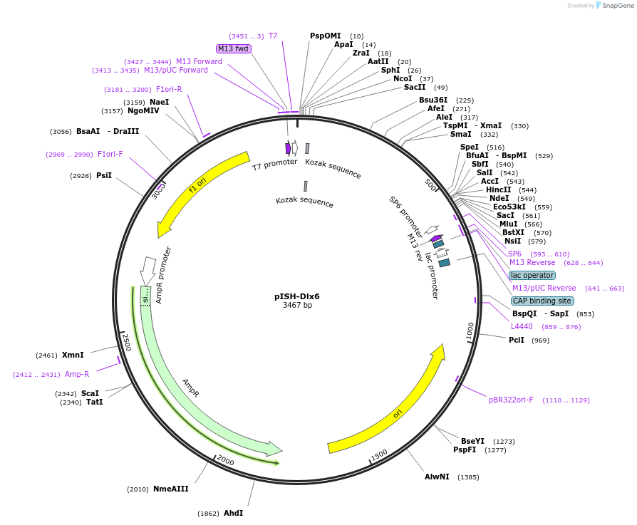 74345-plasmid-map-sequence-id-146359
