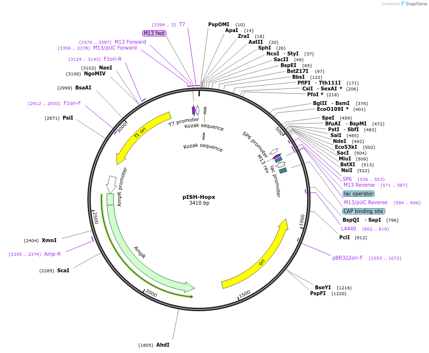 74347-plasmid-map-sequence-id-146360