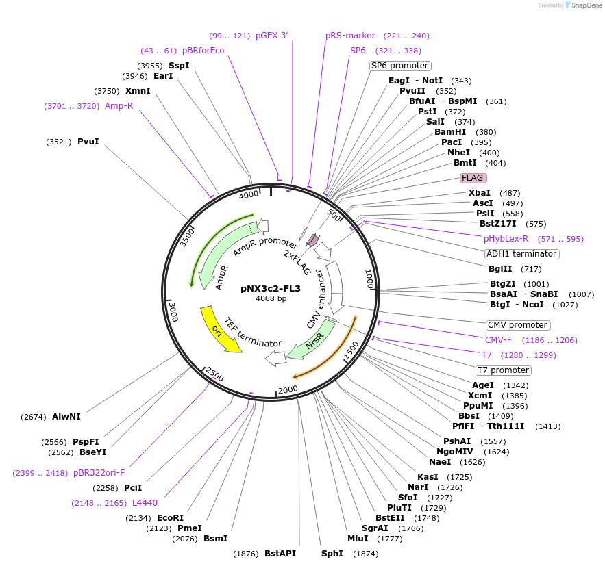 78391-plasmid-map-sequence-id-146361