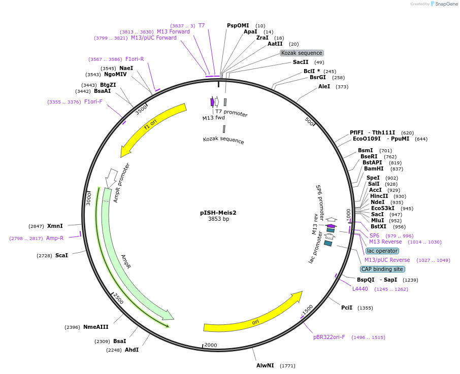 74349-plasmid-map-sequence-id-146365