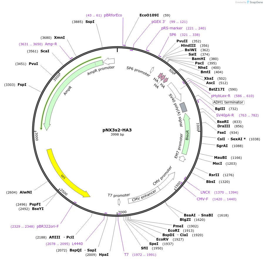 78396-plasmid-map-sequence-id-146374