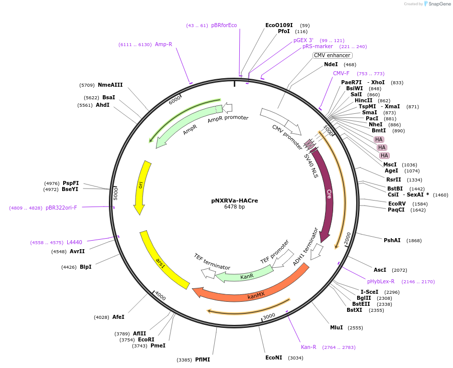 78398-plasmid-map-sequence-id-146378