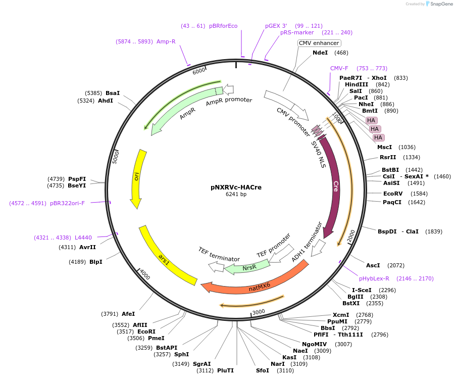 78400-plasmid-map-sequence-id-146380