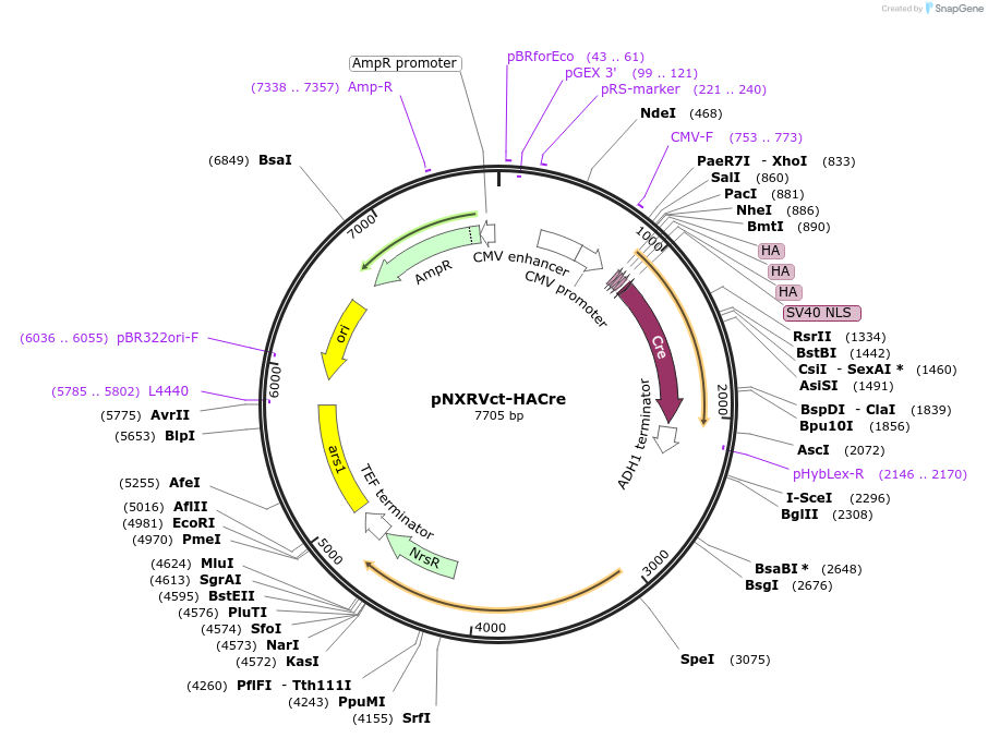 78403-plasmid-map-sequence-id-146381