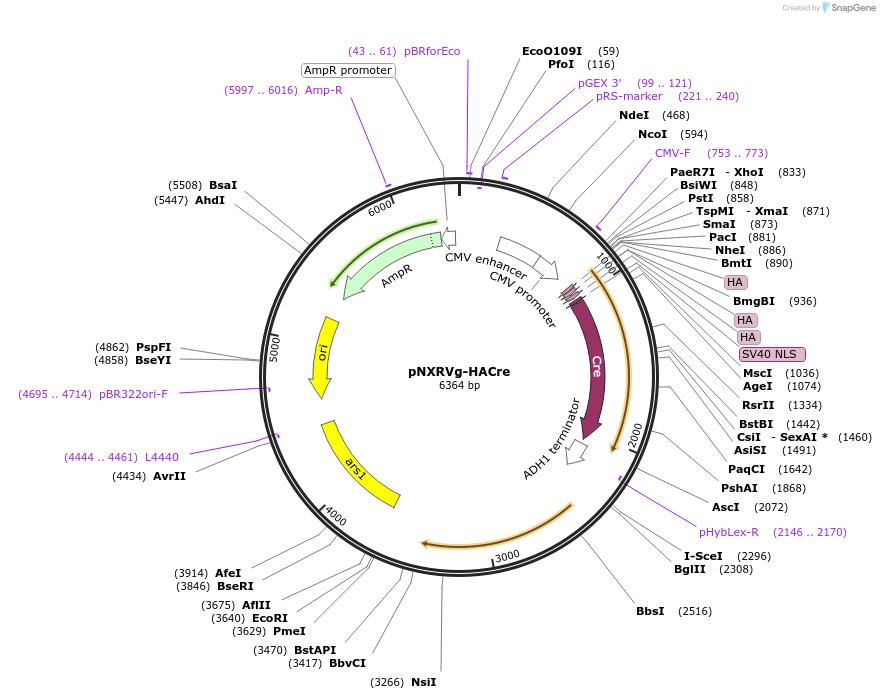 78405-plasmid-map-sequence-id-146385