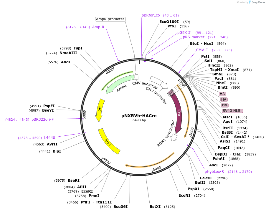 78406-plasmid-map-sequence-id-146386