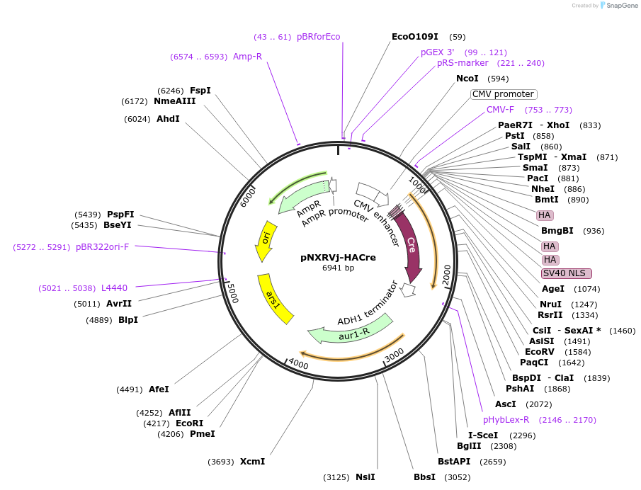 78407-plasmid-map-sequence-id-146387