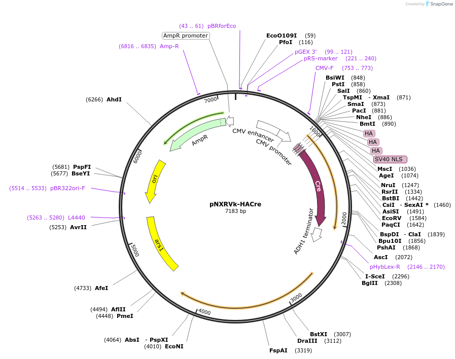 78408-plasmid-map-sequence-id-146388