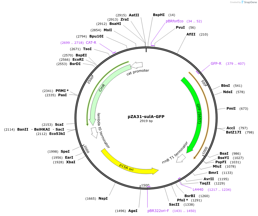 78493-plasmid-map-sequence-id-146408