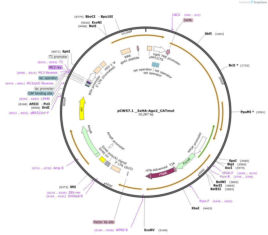73540-plasmid-map-sequence-id-146420