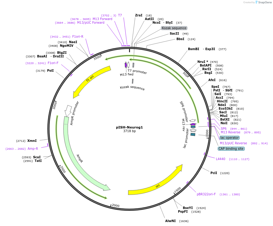 74395-plasmid-map-sequence-id-146435