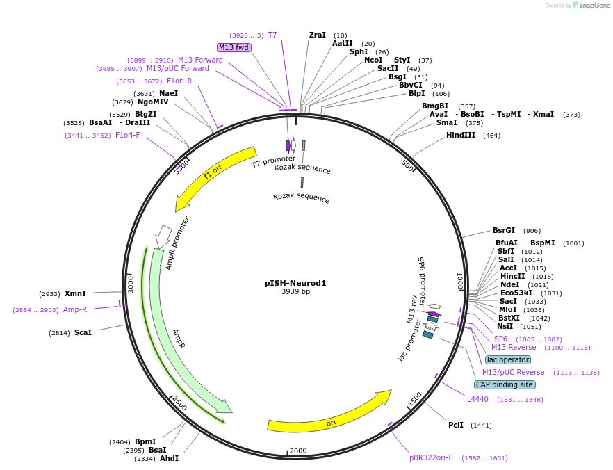 74396-plasmid-map-sequence-id-146436