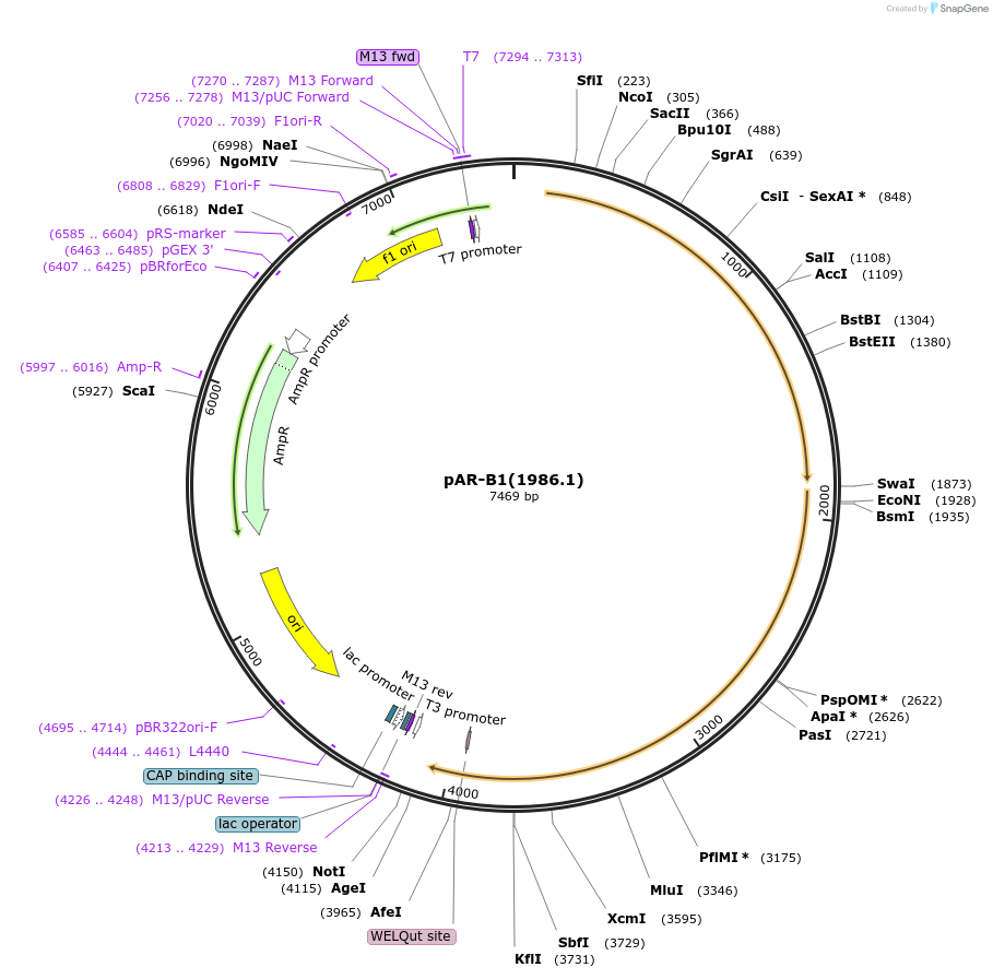78503-plasmid-map-sequence-id-146457