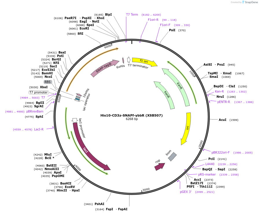 78508-plasmid-map-sequence-id-146462