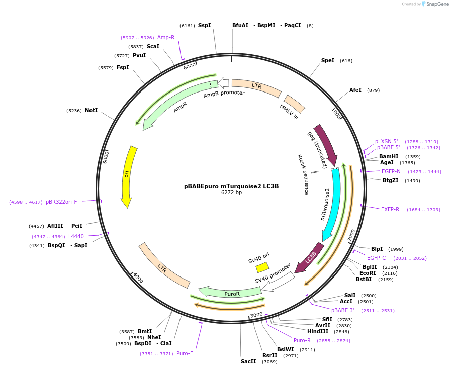 78518-plasmid-map-sequence-id-146468