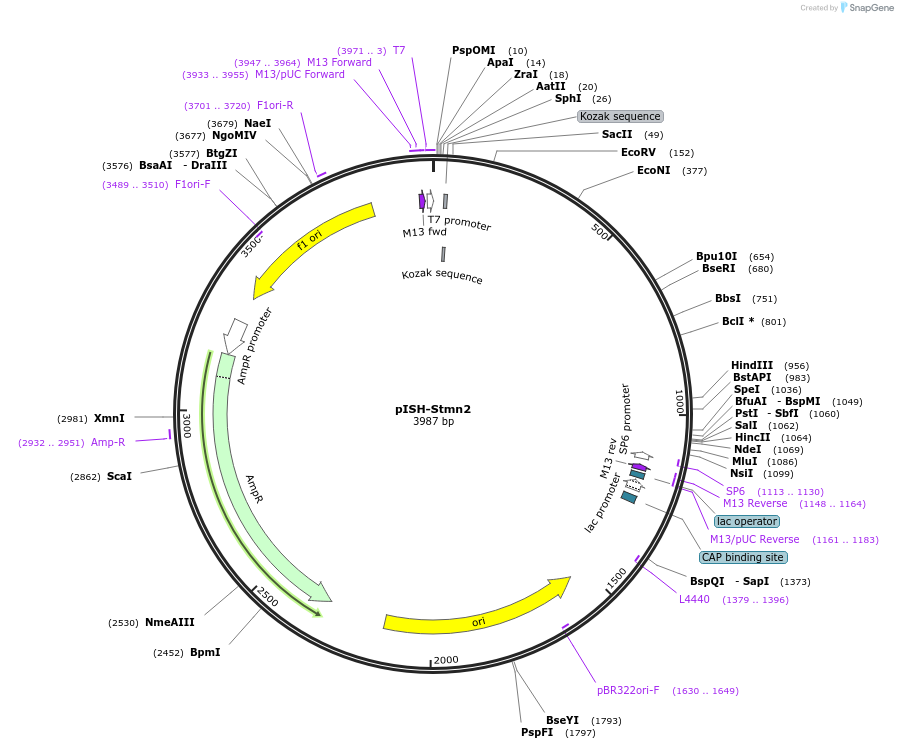 74397-plasmid-map-sequence-id-146469