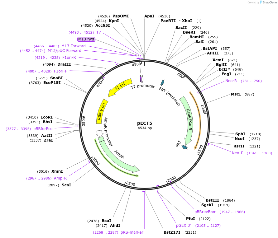 75451-plasmid-map-sequence-id-146479