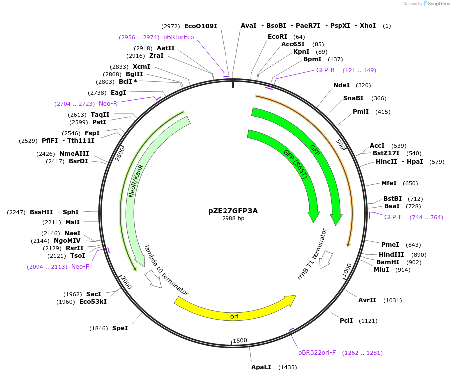 75459-plasmid-map-sequence-id-146487