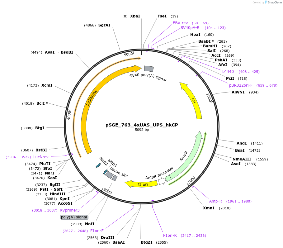 71171-plasmid-map-sequence-id-146507