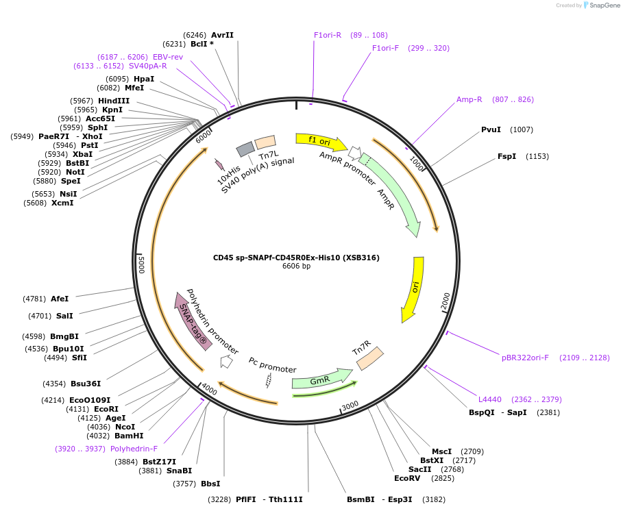 78509-plasmid-map-sequence-id-146555