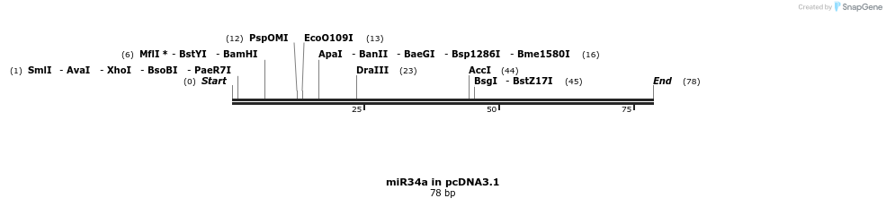 146599_map