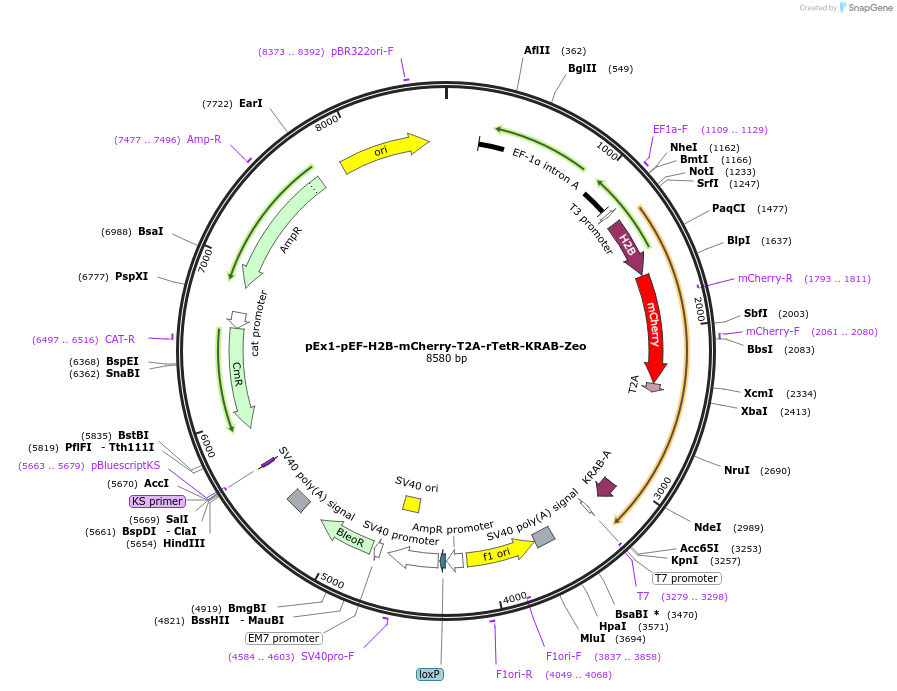 78352-plasmid-map-sequence-id-146664