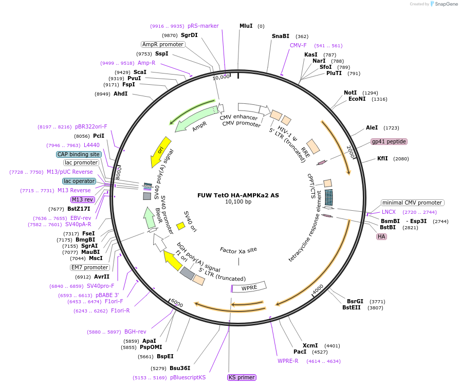 69827-plasmid-map-sequence-id-146694