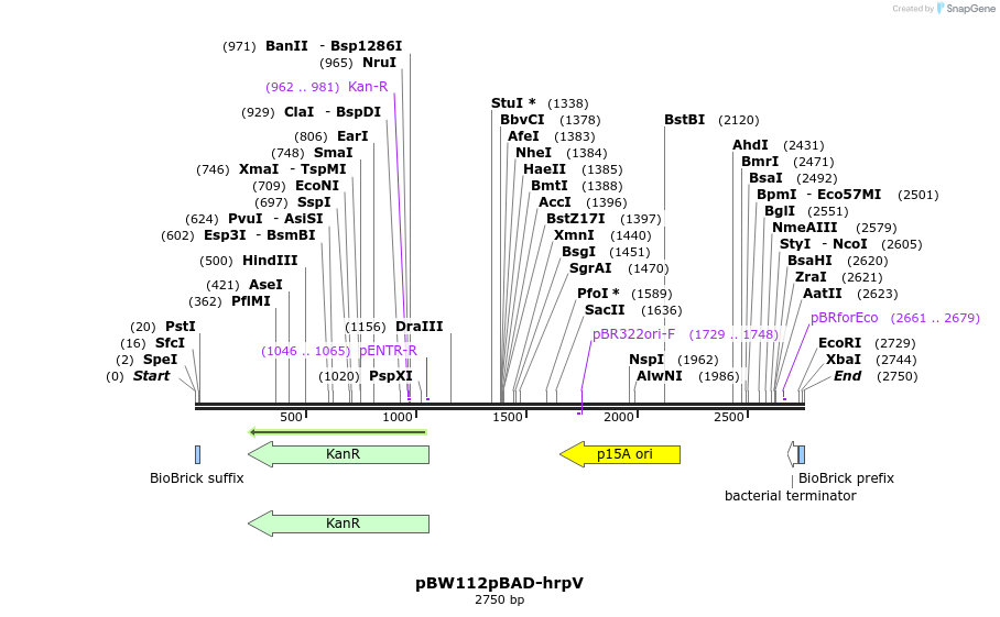 146751_map