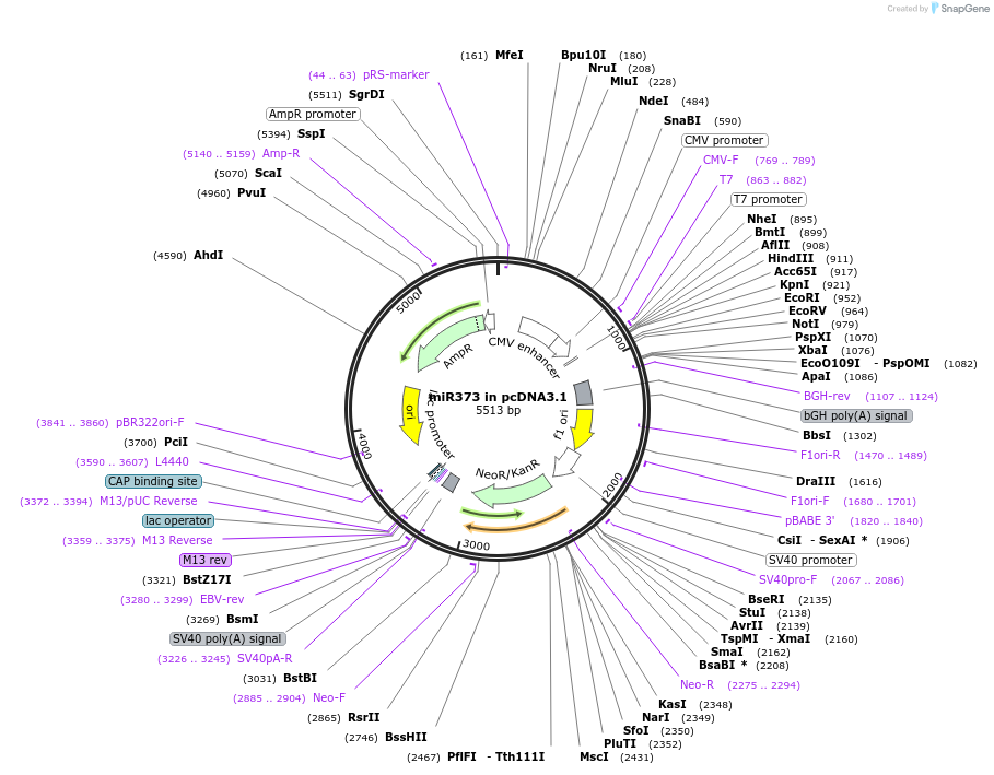 78127-plasmid-map-sequence-id-146802