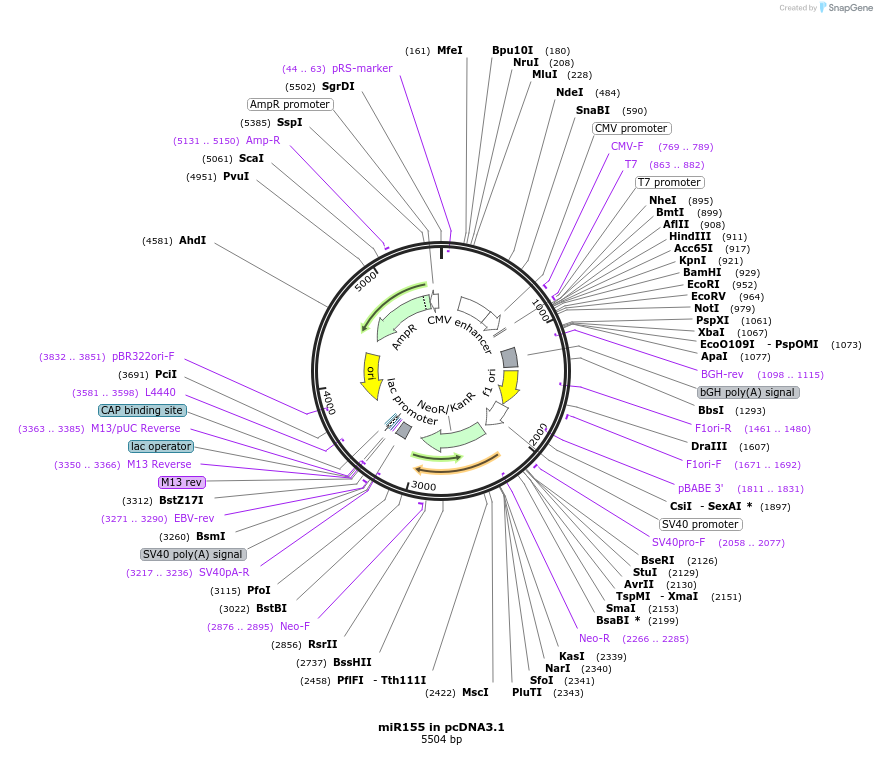 78126-plasmid-map-sequence-id-146862