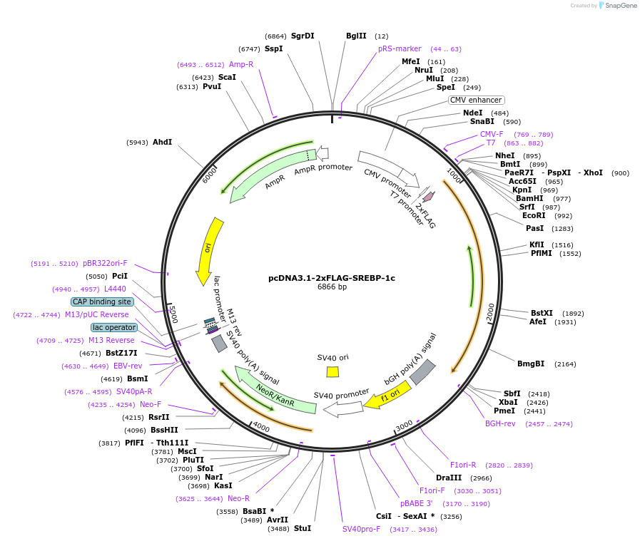 26802-plasmid-map-sequence-id-146875