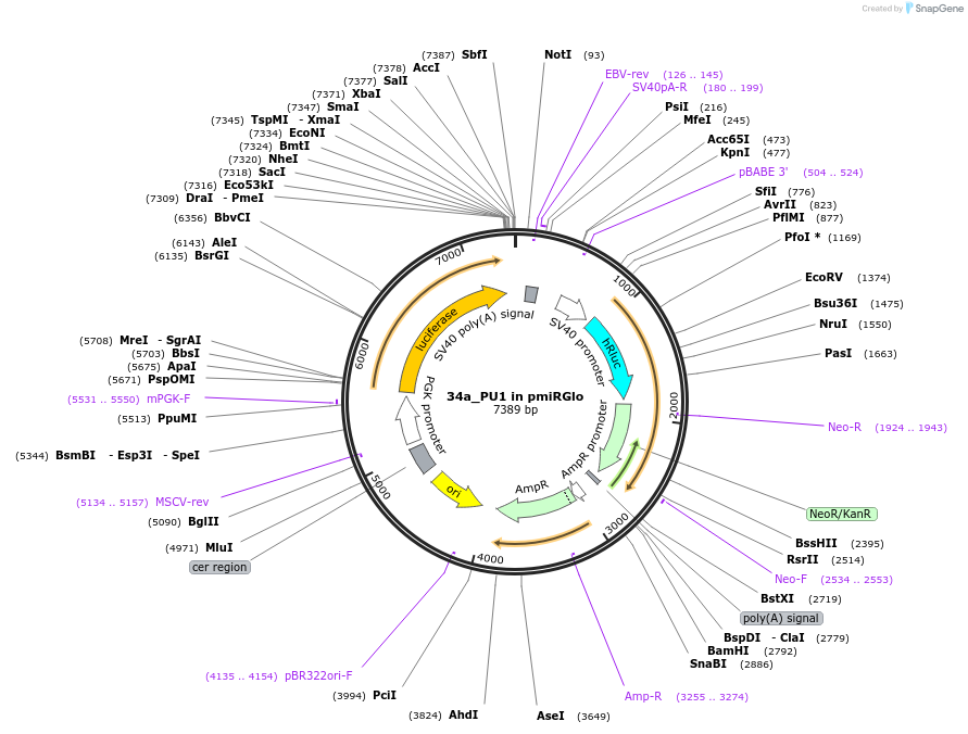 78131-plasmid-map-sequence-id-146881