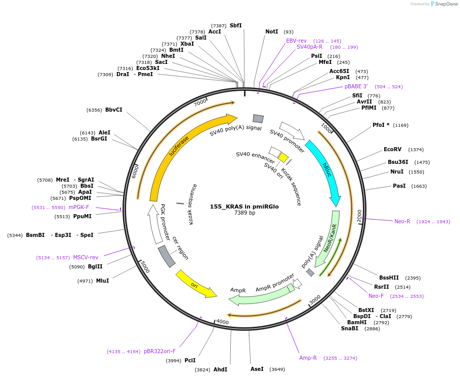 78132-plasmid-map-sequence-id-146884
